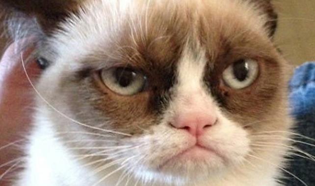grumpy cat wedding meme