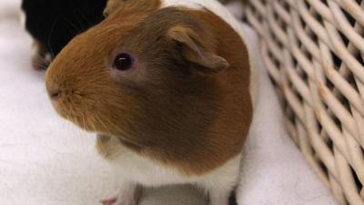 Almost 140 Rabbits, Guinea Pigs Need New Homes After RSPCA Raid