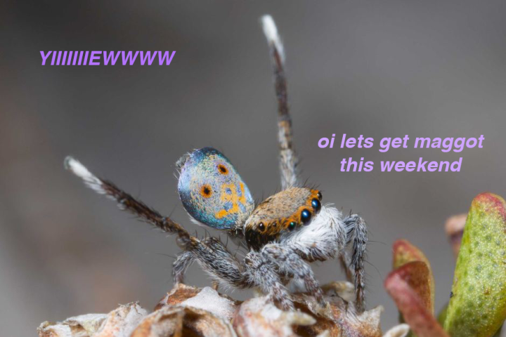 These Cute Newly Discovered Aussie Mini Spiders Can Cure Yr Arachnophobia 3668