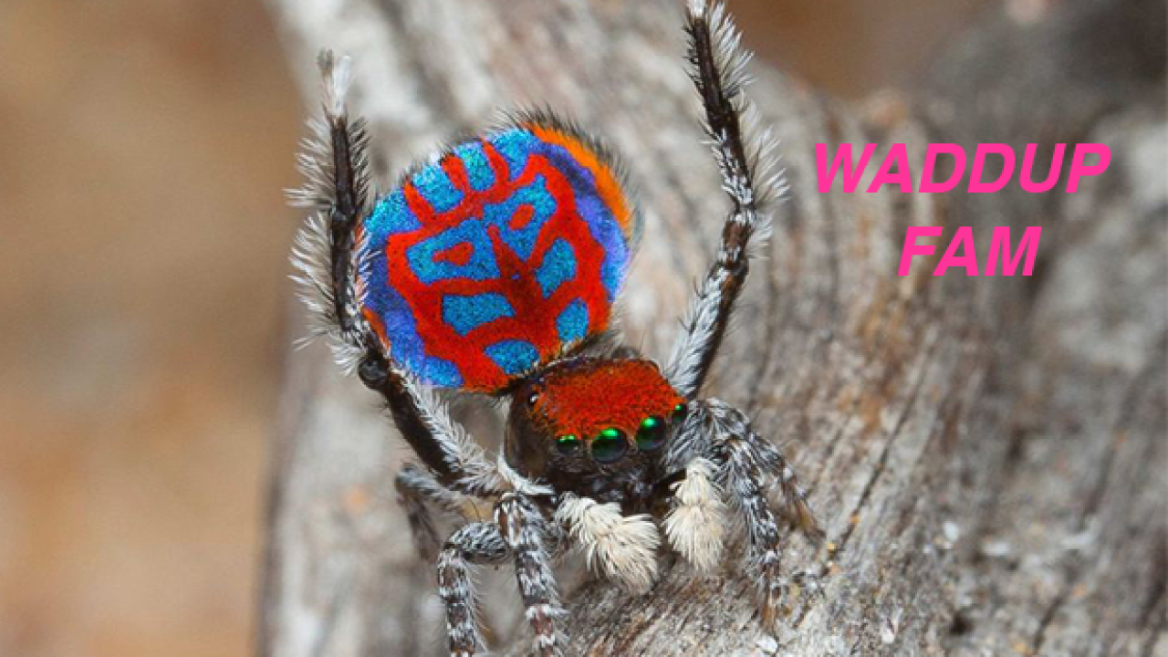 These Cute Newly Discovered Aussie Mini Spiders Can Cure Yr Arachnophobia 8561