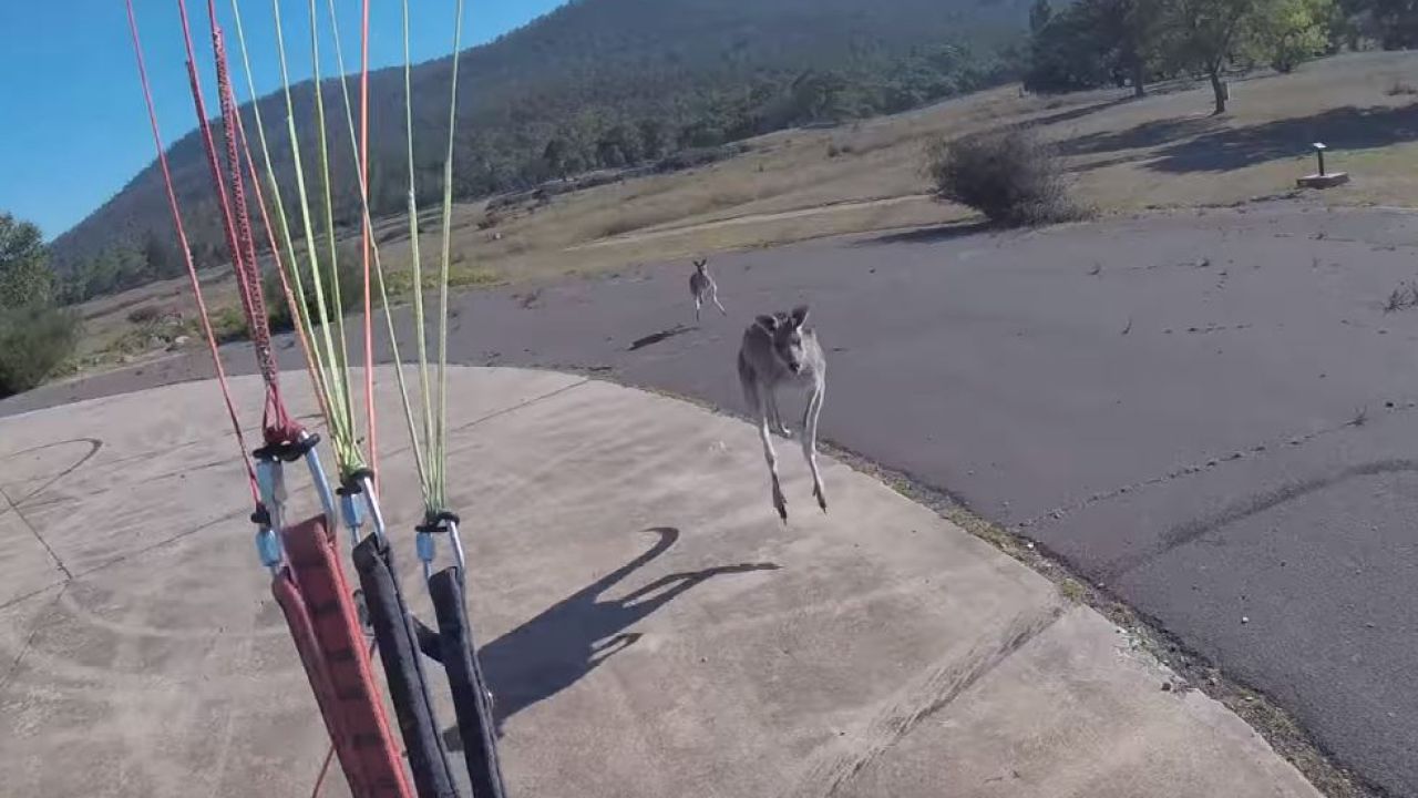 Paraglider Returns To Ground Is Immediately Attacked By Kangaroos