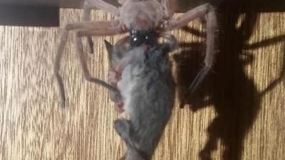 Here’s A Quite Large Spider Hoeing Into A Quite Small Possum To Ruin Your Day