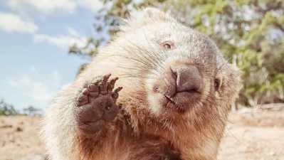 All I Want Is To Quit Life & Move To Maria Island, Where Wombats Are A Tripping Hazard