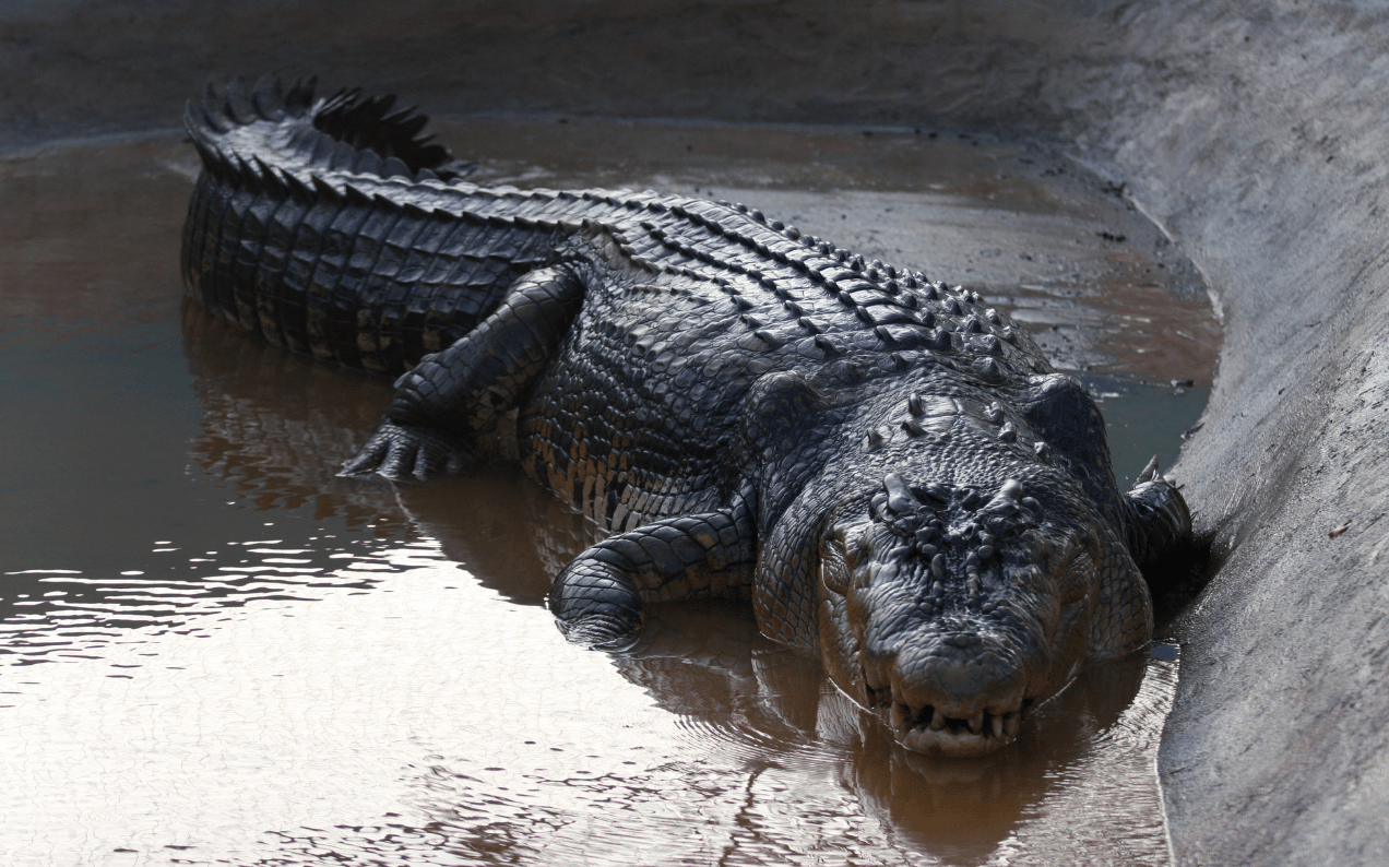 Hermès Buys 376 Acres Of Farmland In The Northern Territory For Huge Crocodile  Farm - LADbible