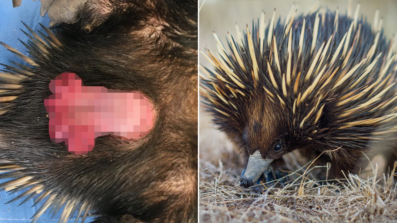 It Turns Out Echidnas Have Massive Dicks And Cum Out Of Two Holes