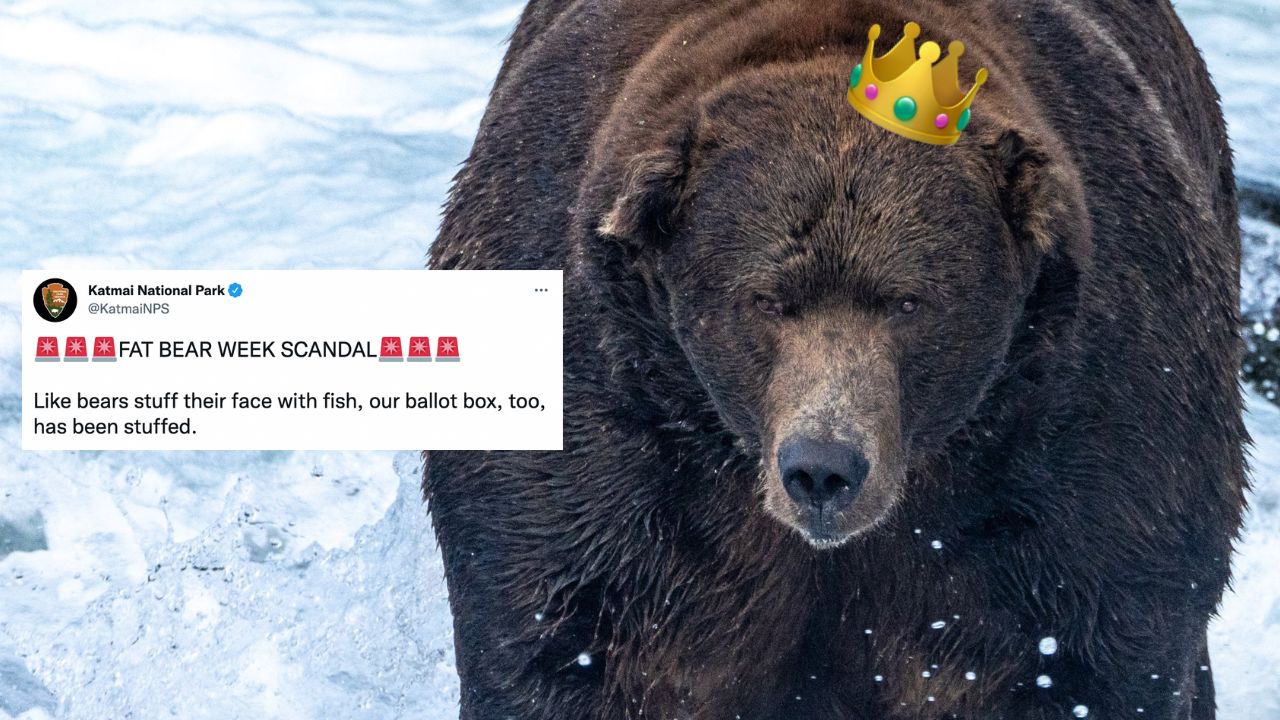 Fat Bear Week Winner Crowned After A Spicy Voting Fraud Scandal