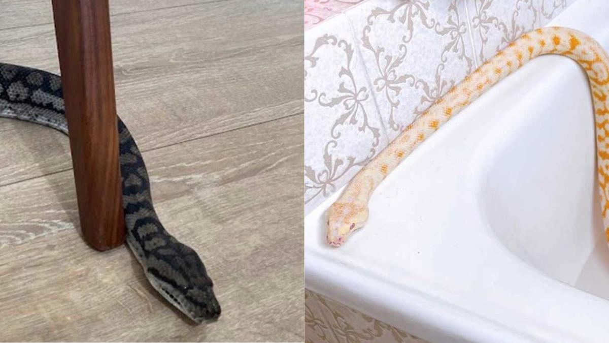 There's a Snake in my shower? : r/snakes
