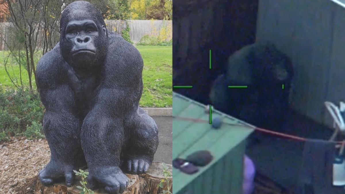 garry gorilla