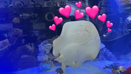 Charlotte The TikTok Famous Stingray Who Experts Thought Was Miraculously Pregnant Is Dead